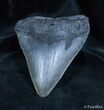 Big Georgia Megalodon Tooth On Stand #1437-1